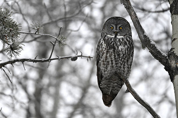 istock Great Grey Owl camouflaged in the forest of Alberta during a snowfall, Canada 2242367474