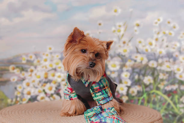 Small Yorkshire terrier dressed in bright multicolor shirt posing against daisy background, sitting on textured rope surface, perfect for pet fashion or spring advertising.