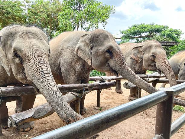 istock An Asian elephant at a zoo close up 2242371108