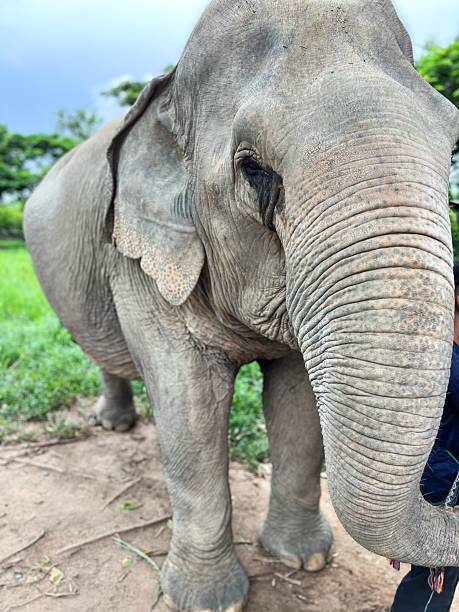 istock An Asian elephant at a zoo close up 2242371172
