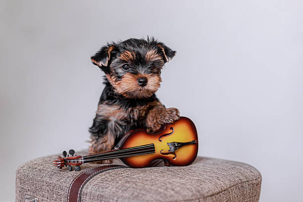 istock Yorkshire Terrier puppy holding small violin sitting upright on suitcase in studio setting. 2242371807