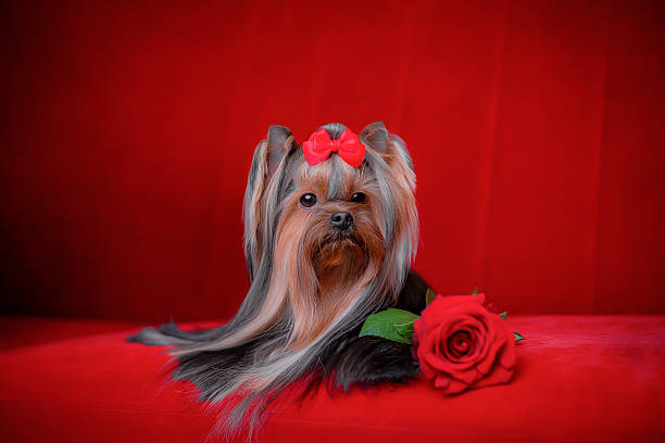 Yorkshire terrier with red bow lying on red velvet sofa beside red rose, elegant studio portrait.