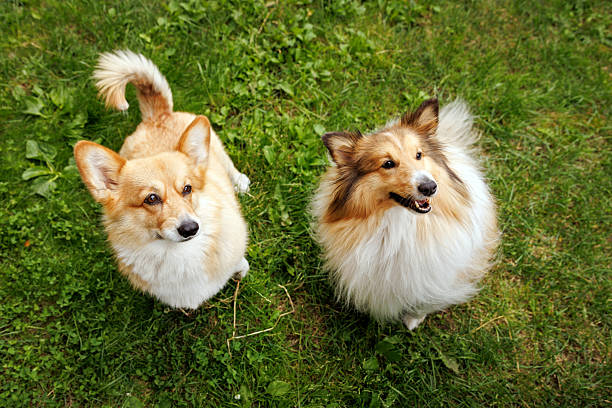 Papillon dog mixed with Chihuahua