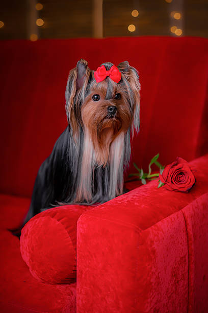 istock Yorkshire terrier standing on red armchair with red rose, luxury home interior setting. 2242372090