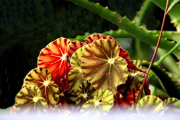 Kingdom: Plantae Division: Magnoliophyta Class: Magnoliopsida Order: Cucurbitales Family: Begoniaceae Genus: Begonia & Hillebrandia plant flower begonia - Begonia