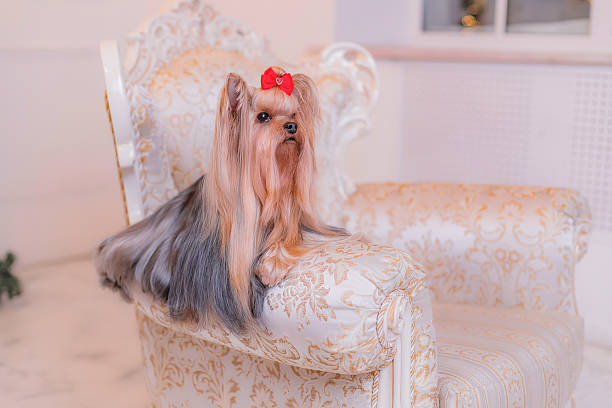 Elegant Yorkshire Terrier with silky coat sitting on golden patterned baroque armchair. Luxurious setting, soft pastel background and warm tones highlight breed’s refined beauty and grooming.