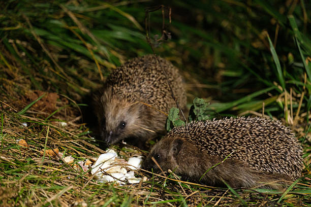 Two hedgehogs eating food in the grass at night, close-up