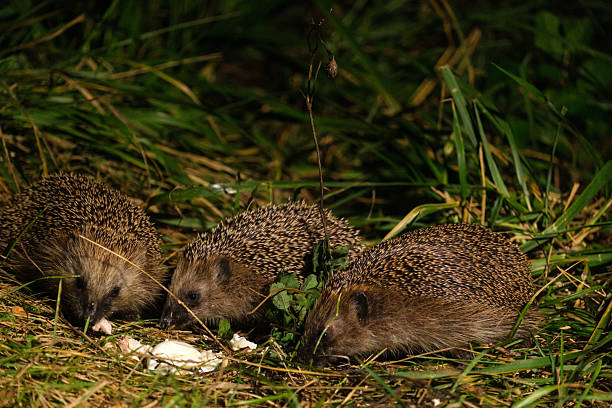 istock Three hedgehogs eat food in the grass at night 2242372847