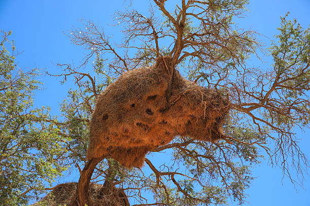 istock Sociable Weavers nest on acacia tree on blue sky background. Namibia, Africa 2242374854