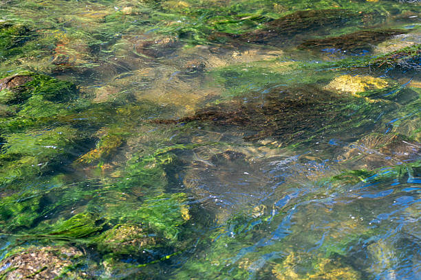 istock Gentle River Flowing Over Rocks Covered in Vibrant Green Algae - Soft focus 2242377772