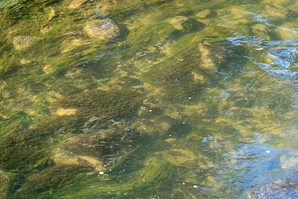 Gentle River Flowing Over Rocks Covered in Vibrant Green Algae - Soft focus