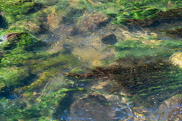 istock Gentle River Flowing Over Rocks Covered in Vibrant Green Algae - Soft focus 2242377994