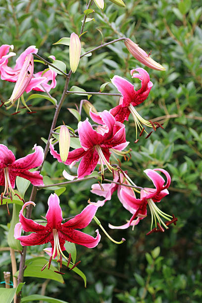 istock Pink lily flowers in close up 2242379871