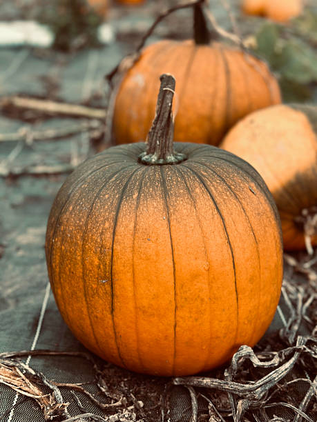 istock Pumpkin in a field at harvest time 2242380180