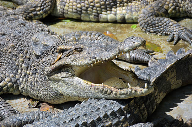 istock Crocodiles on water edge. Thailand 2242383225