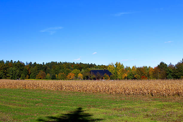 A vast cornfield stretches across the landscape under a bright blue sky. Nearby trees display autumn colors, creating a peaceful rural scene. A dark building rests among the trees in the background.