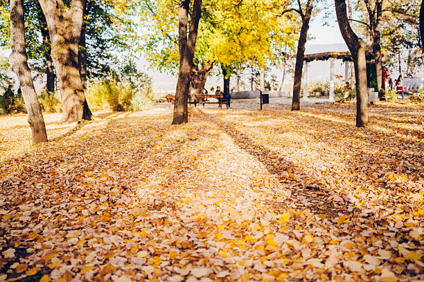 the season is autumn. Maple leaves. Around just yellow; photographed in Lithuania. The city is Birstonas. Leaves on the bench