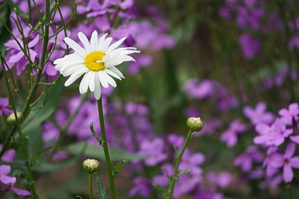 Close-up of Daisy and Purple Flowers