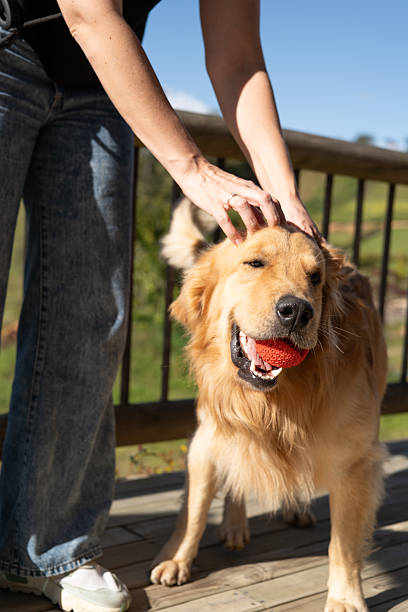 istock Happy golden retriever with ball being petted on a sunny deck 2242384850