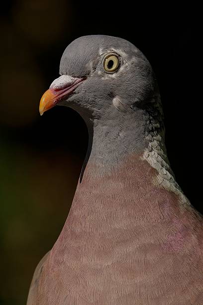 istock Wood Pigeon Close-Up Portrait 2242385035