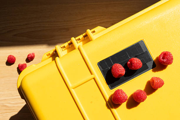 Harvesting raspberries. Ripe berries in white plastic crates loaded in a freight car. Sending raspberries to the market.