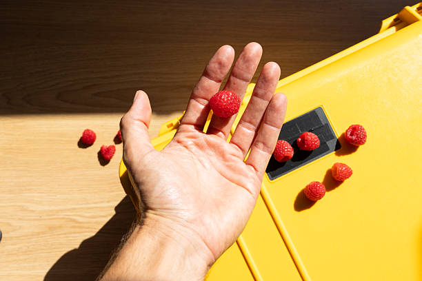 Person holds a fresh raspberry in hand over a bright yellow travel suitcase, getting ready for a trip and enjoying a healthy snack in natural sunlight
