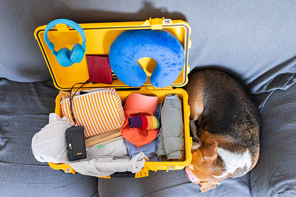 istock Beagle dog sleeping next to packed travel suitcase 2242387020