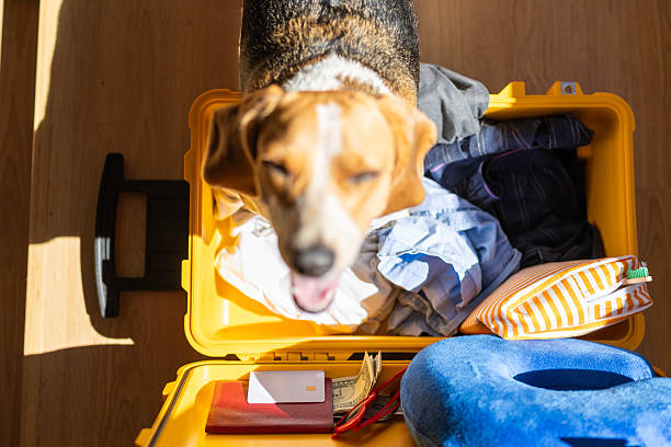 istock Beagle dog enjoying a packed travel suitcase 2242387324