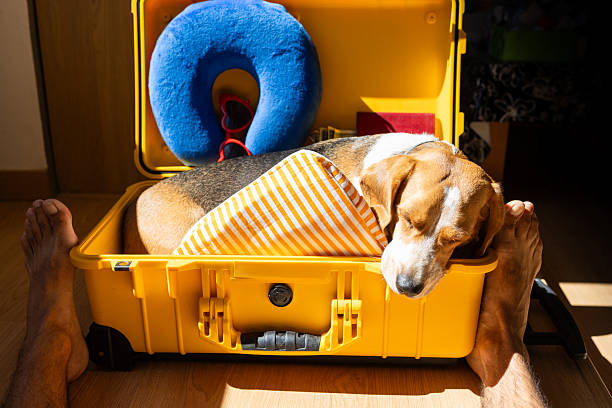 istock Beagle dog sleeping in suitcase preparing for travel 2242387395