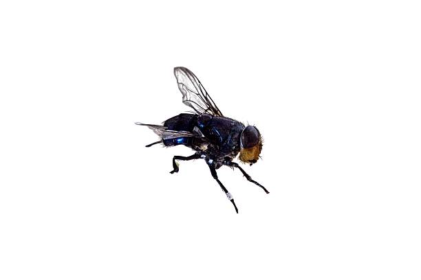 house flies typical of brazil on isolated white background