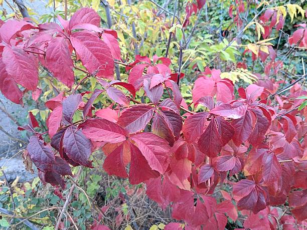 istock Wild grape leaves turn burgundy in autumn 2242388672