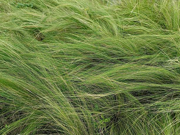 istock feather grass moves in the wind 2242388682
