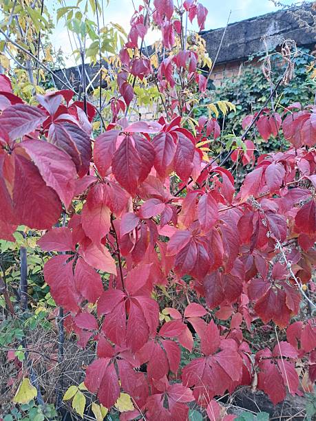 istock Wild grape leaves turn burgundy in autumn 2242389093