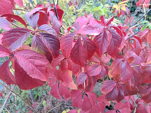 istock Wild grape leaves turn burgundy in autumn 2242389100
