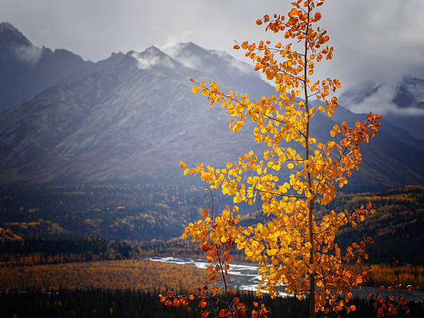 I love fall foliage color in Alaska, snow on the background with yellow tree leaves on the foreground. Everything is so peaceful and beautiful in this season.