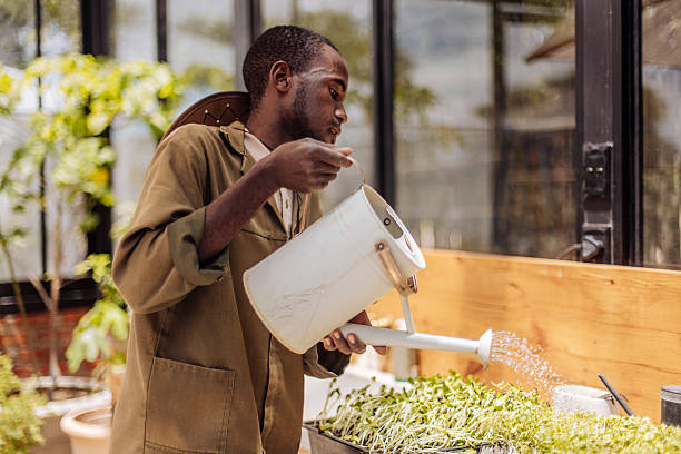 istock Farmer watering microgreens in greenhouse 2242391243
