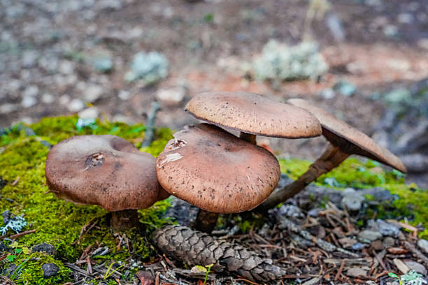 istock Close-up of brown mushroom with thin stem in forest 2242391317