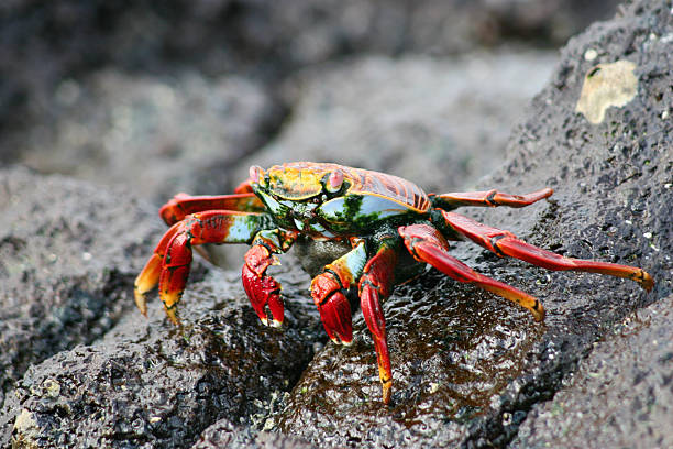 istock Vibrant Sally Lightfoot Crab Climbing Volcanic Rock on Galapagos Coast 2242391489