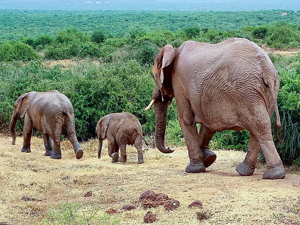 istock elephant family in the jungle 2242392123
