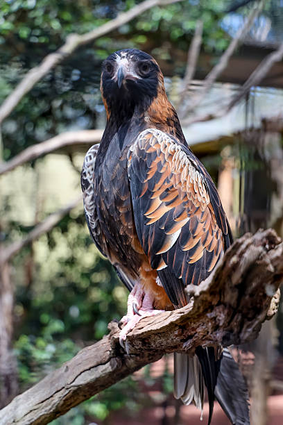 istock The black breasted buzzard is predator in  australia 2242392213