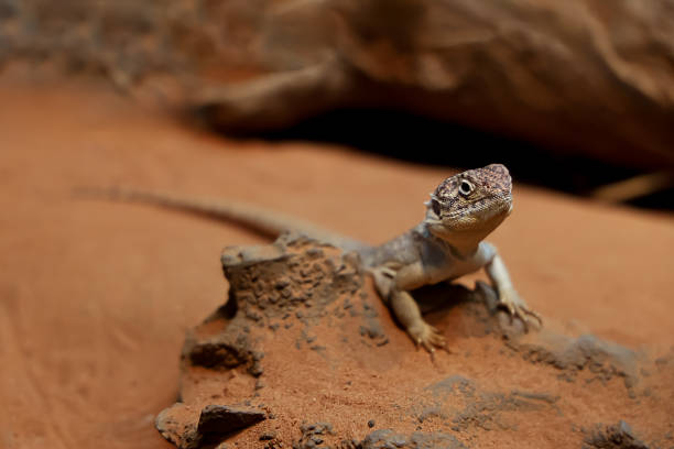 istock The Central Netted Dragon is nature animal in australia 2242392231