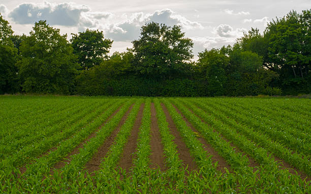istock Landscape with rows of green corn sprout 2242393037