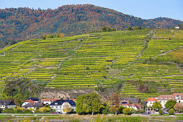 Spitz an der Donau,Wachau valley landscape, Austria