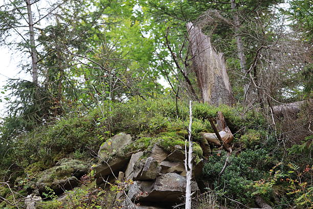 Forest landscape with tall trees, conifers, and a large old vertical tree trunk at the center. The lower part features gray rocks covered with moss and scattered vegetation.
