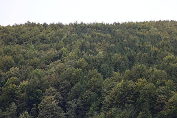 Dense forest of deciduous and coniferous trees. Predominantly green foliage with yellow and light brown leaves indicates early autumn.