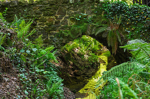 Small stream running through dense woodland vegetation in rural countryside valley ravine gorge with microclimate