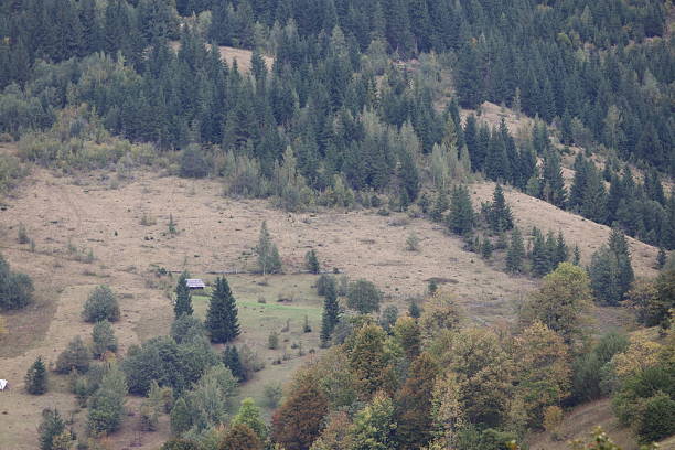 Mountain landscape with gentle slopes, scattered and clustered deciduous and coniferous trees. Muted autumn colors dominate.