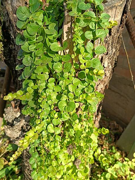istock Lysimachia nummularia will decorate any garden 2242399957