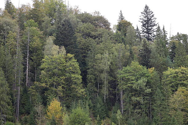 istock Mixed autumn forest on steep green slope 2242400857