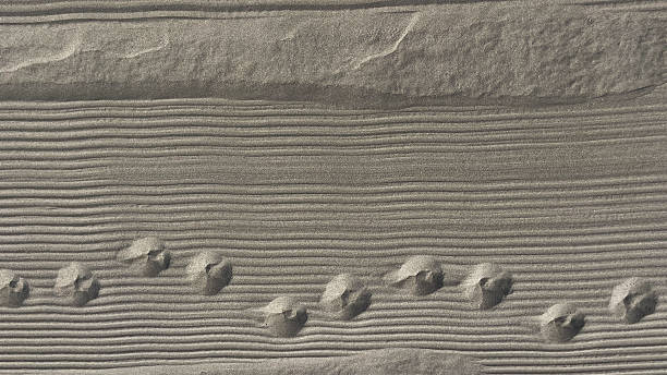 Convex footprints in the sand on a beach in brown and gray tones